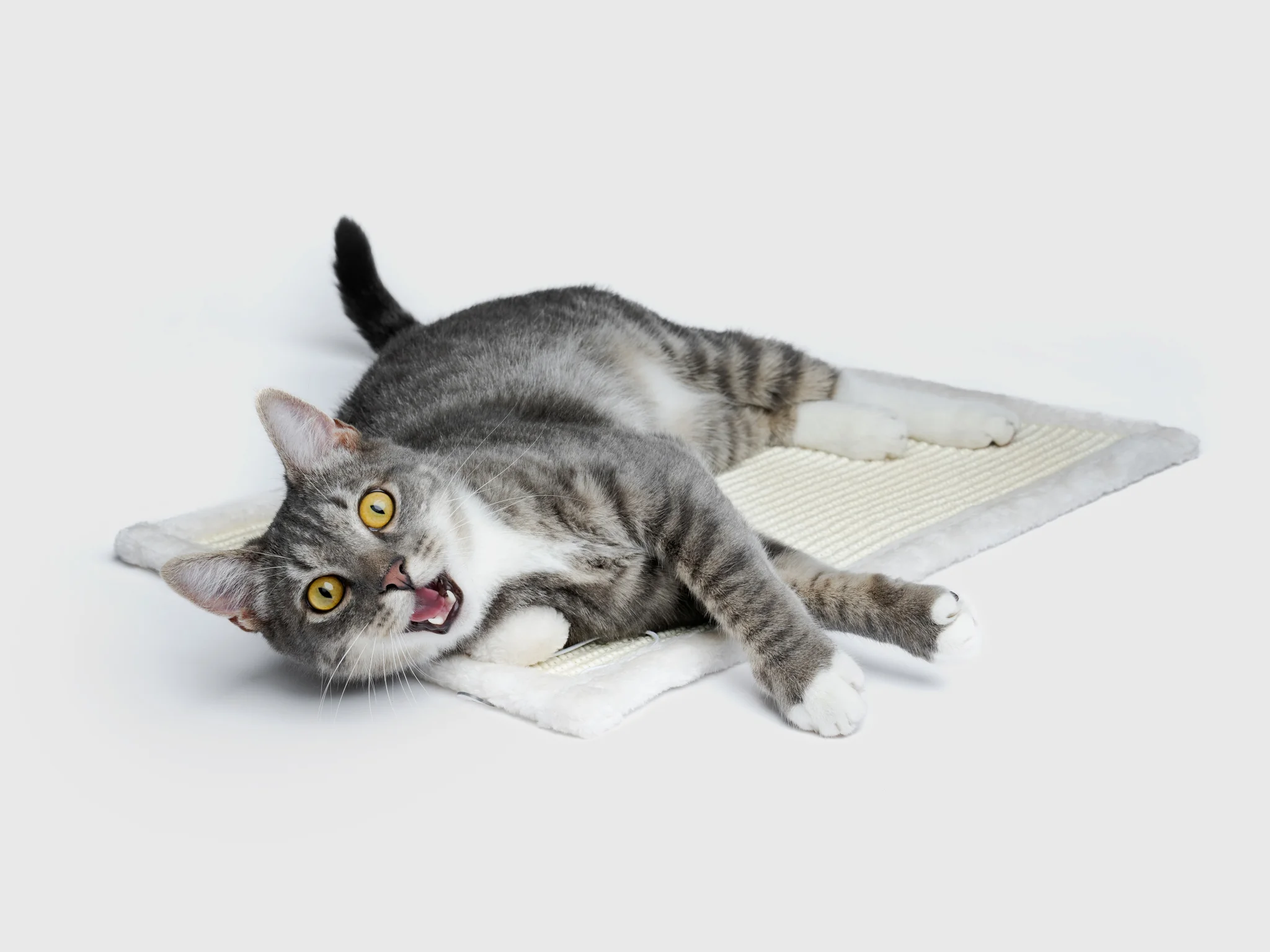 CAT IMAGES - cat-portraits-klaus-dyba-15 - PETS Photography by Klaus Dyba
